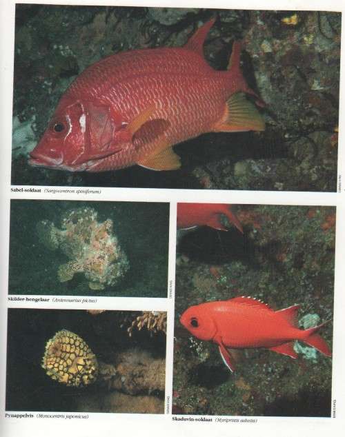 'N GIDS TOT SEEVISSE VAN SUIDER-AFRIKA - RUDY VAN DER ELST (1 STE UITGAWE 1990)