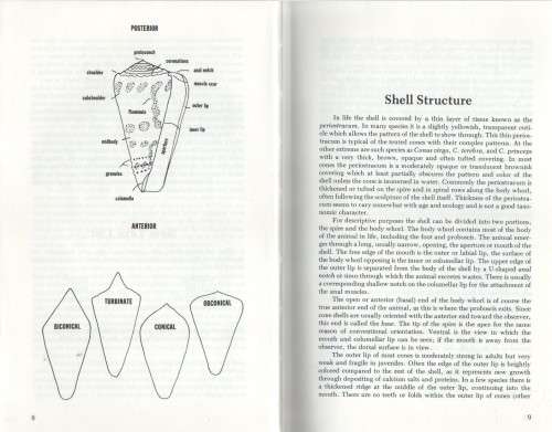 CONE SHELLS, A SYNOPSIS OF THE LIVING CONIDAE - JERRY G  WALLS