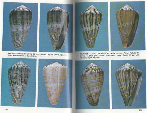 CONE SHELLS, A SYNOPSIS OF THE LIVING CONIDAE - JERRY G  WALLS