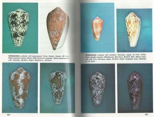CONE SHELLS, A SYNOPSIS OF THE LIVING CONIDAE - JERRY G  WALLS