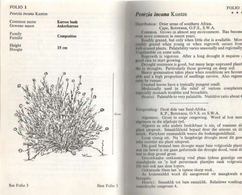KAROO-PLANTRYKDOM/ KAROO PLANT WEALTH - N K HOBSON (1970)