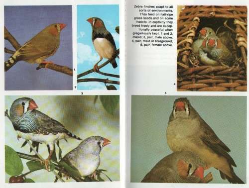 FINCHES - ERICH FRIESE (1983)