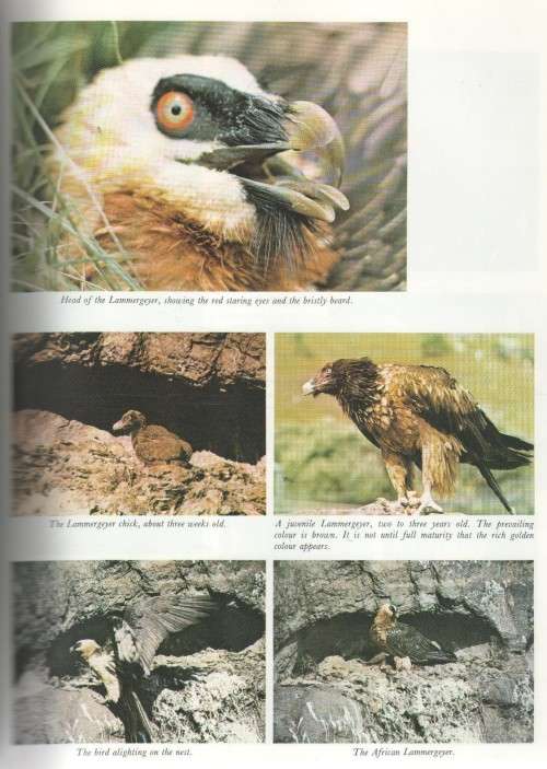 BARRIER OF SPEARS, DRAMA OF THE DRAKENSBERG - R O PEARSE (1973)