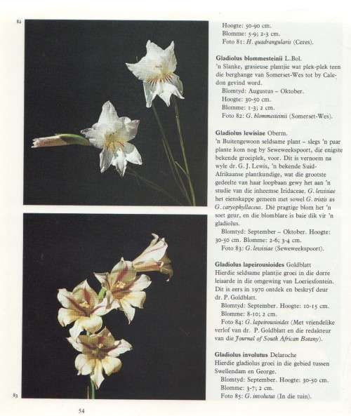 DIE WINTERGROEIENDE GLADIOLI VAN SUID-AFRIKA - G R DELPIERRE & N M DU PLESSIS (1974)