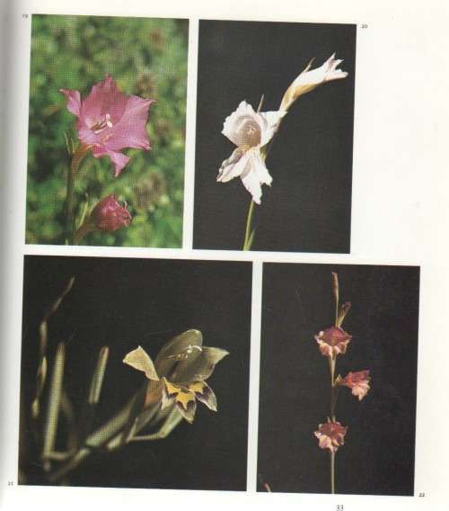 DIE WINTERGROEIENDE GLADIOLI VAN SUID-AFRIKA - G R DELPIERRE & N M DU PLESSIS (1974)