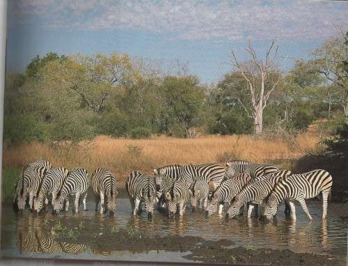 AFRICAN WILDLIFE, A PHOTOGRAPHIC SAFARI - NIGEL& WENDY DENNIS (1 ST PUBL 1999)