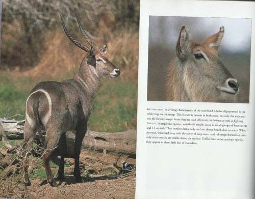 AFRICAN WILDLIFE, A PHOTOGRAPHIC SAFARI - NIGEL& WENDY DENNIS (1 ST PUBL 1999)