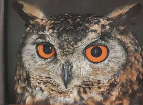 AFRICAN WILDLIFE, A PHOTOGRAPHIC SAFARI - NIGEL& WENDY DENNIS (1 ST PUBL 1999)