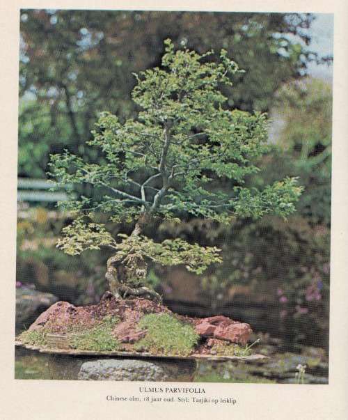 DIE SUID-AFRIKAANSE BONSAI-BOEK - DOUG HALL & DON BLACK (1 STE UITGAWE 1977)