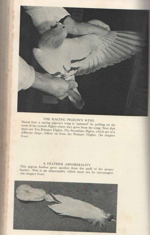 BEGINNER'S GUIDE TO PIGEON RACING - S W E BISHOP (1 ST PUBLISHED 1971)