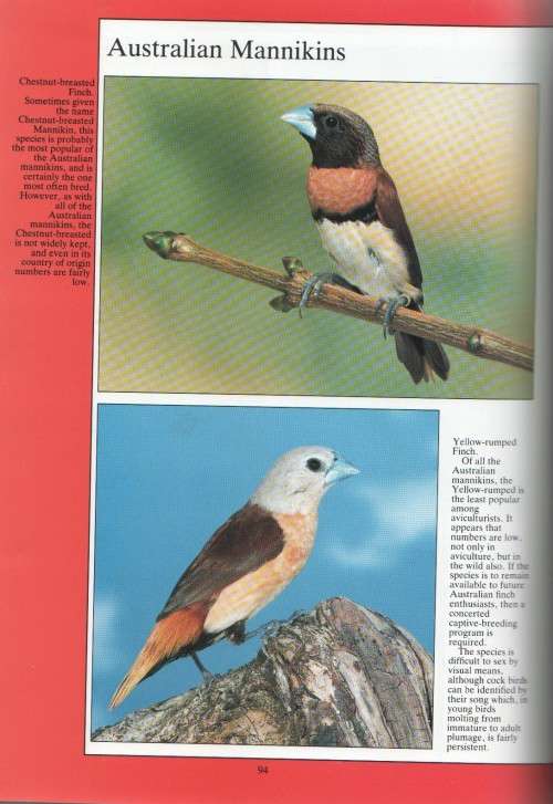 THE COMPLETE BOOK OF AUSTRALIAN FINCHES - A J MOBBS (1990)