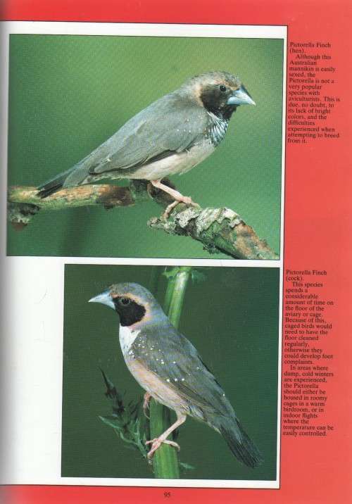 THE COMPLETE BOOK OF AUSTRALIAN FINCHES - A J MOBBS (1990)