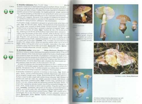 FIELD GUIDE , MUSHROOMS OF SOUTHERN AFRICA - G C A VAN DER WESTHUIZEN & ALBERT EICKER (1994)