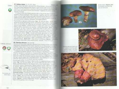 FIELD GUIDE , MUSHROOMS OF SOUTHERN AFRICA - G C A VAN DER WESTHUIZEN & ALBERT EICKER (1994)