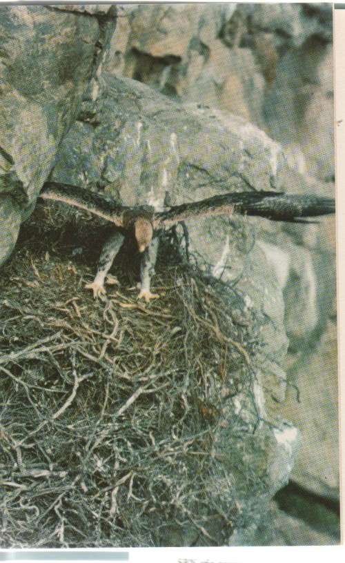 BLACK EAGLE FLY FREE - J A COTTRELL (1970)