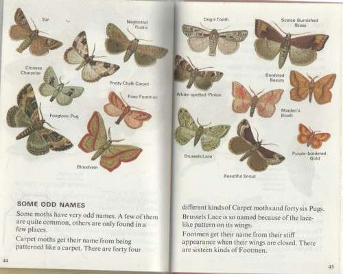 BUTTERFLIES AND MOTHS - LADYBIRD BOOKS (1978)