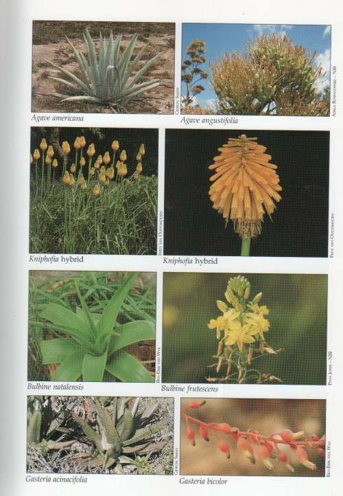 GUIDE TO THE ALOES OF SOUTH AFRICA - BEN-ERIK VAN WYK & GIDEON SMITH (2ND EDITION 2003)