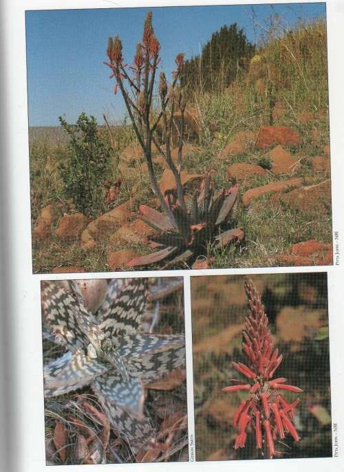 GUIDE TO THE ALOES OF SOUTH AFRICA - BEN-ERIK VAN WYK & GIDEON SMITH (2ND EDITION 2003)