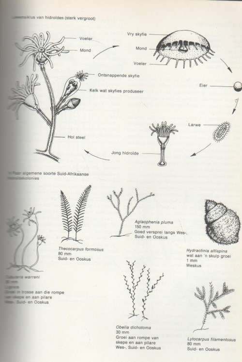 DIE SEELEWE AAN ONS KUS - PAULINE HARDING (1 STE UITGAWE 1987)