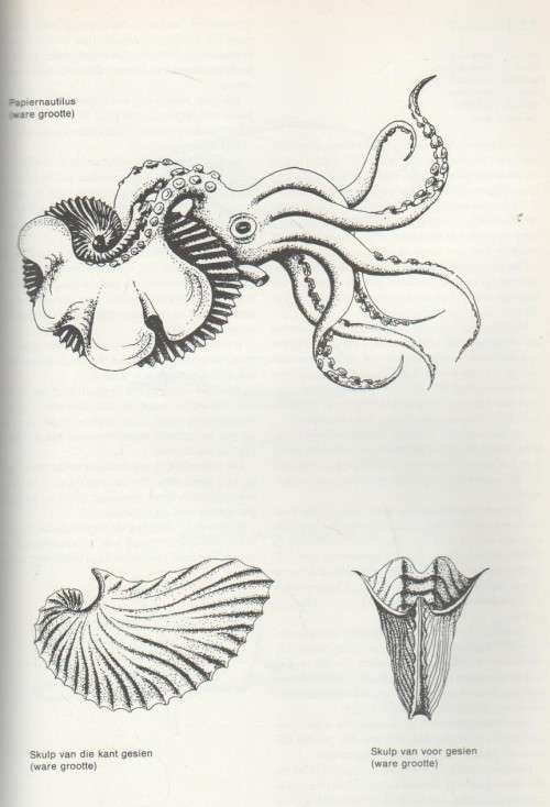 DIE SEELEWE AAN ONS KUS - PAULINE HARDING (1 STE UITGAWE 1987)