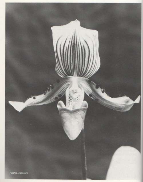 GROWING ORCHIDS, CYMBIDIUMS AND SLIPPERS - J N RENTOUL (1981)