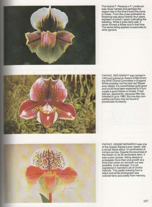 GROWING ORCHIDS, CYMBIDIUMS AND SLIPPERS - J N RENTOUL (1981)