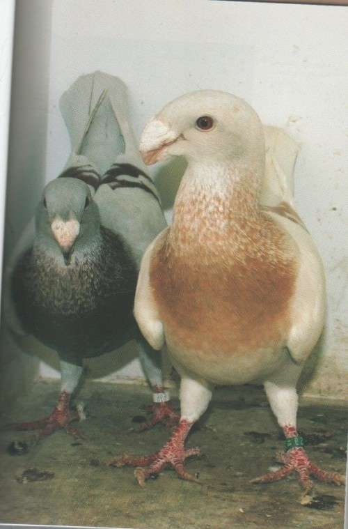 FANCY PIGEONS  - AAD RIJS (2006)