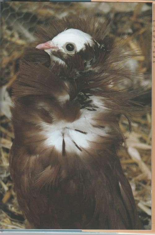 FANCY PIGEONS  - AAD RIJS (2006)