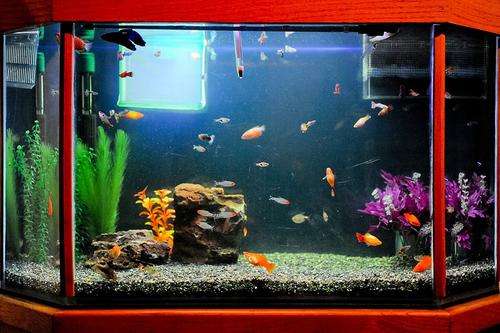 Beautiful Fish Tank with wood finishes