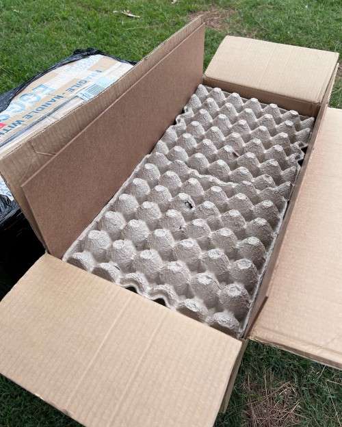 Ross 308 broiler fertile eggs