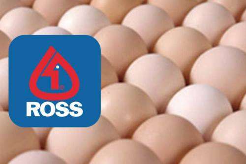 Ross 308 broiler fertile eggs