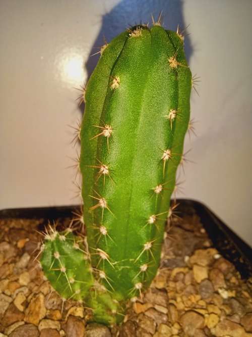 Blue Pachanoi x short spine Peruvian