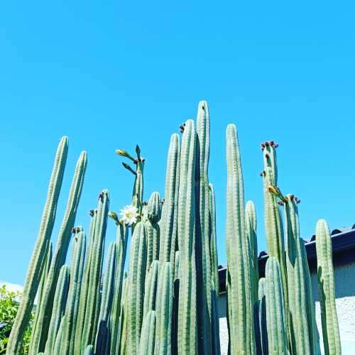 Blue Pachanoi x short spine Peruvian