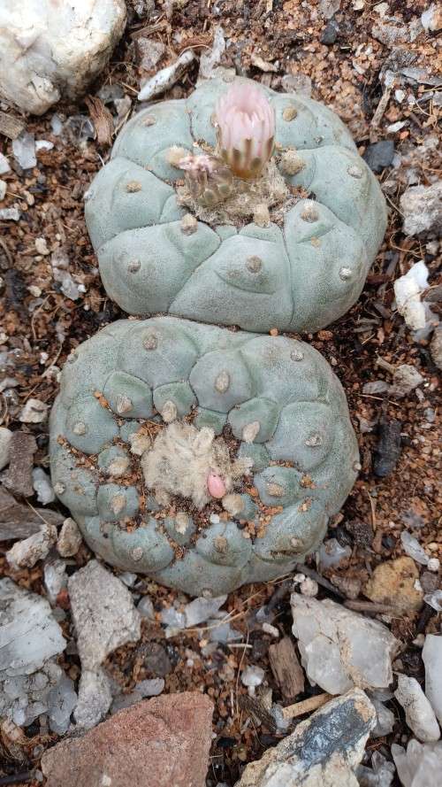 Peyote Cactus Lophophora williamsii (4 Seeds)