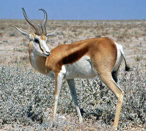 Karoo Springbuck Hunting,Camping Opportunity