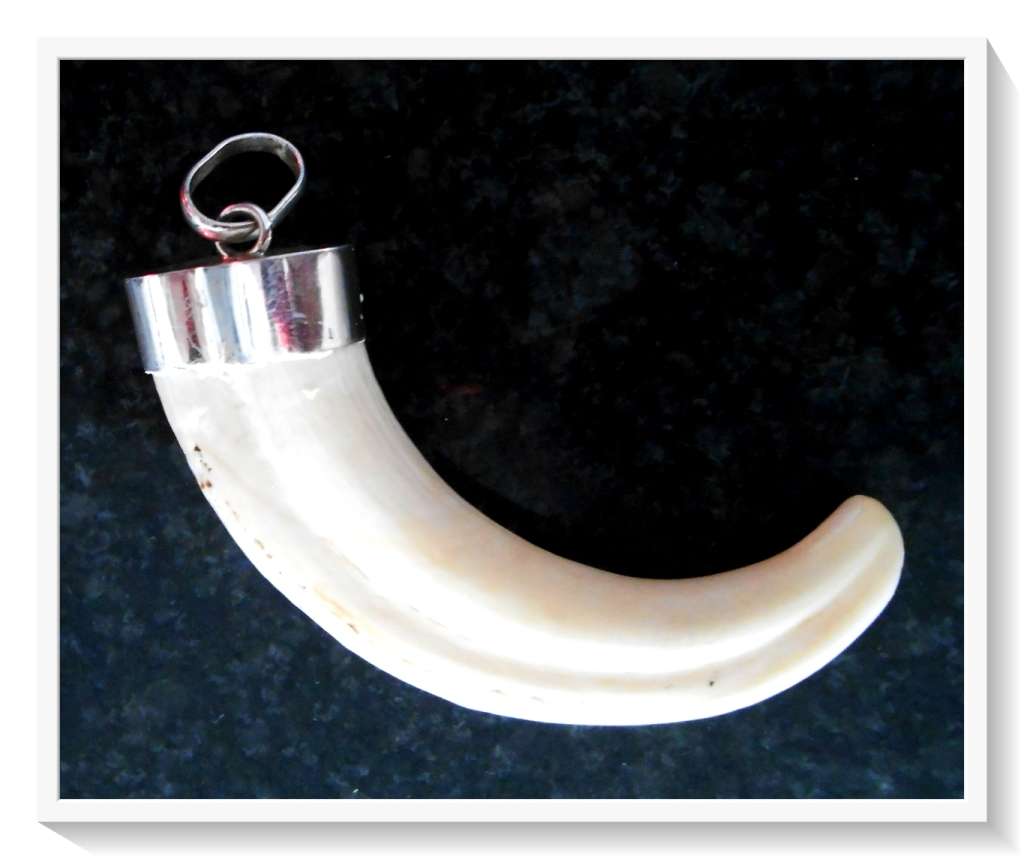 Absolutely Unique and Stunning Real 925 Silver Capped Warthog Tusk Pendant - Very Collectible*****