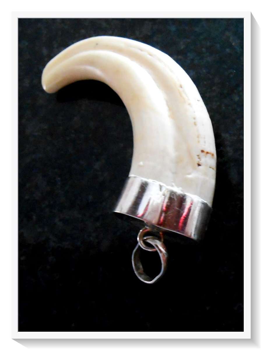 Absolutely Unique and Stunning Real 925 Silver Capped Warthog Tusk Pendant - Very Collectible*****