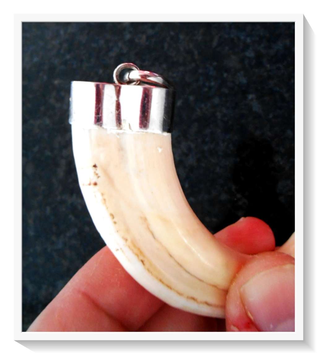 Absolutely Unique and Stunning Real 925 Silver Capped Warthog Tusk Pendant - Very Collectible*****