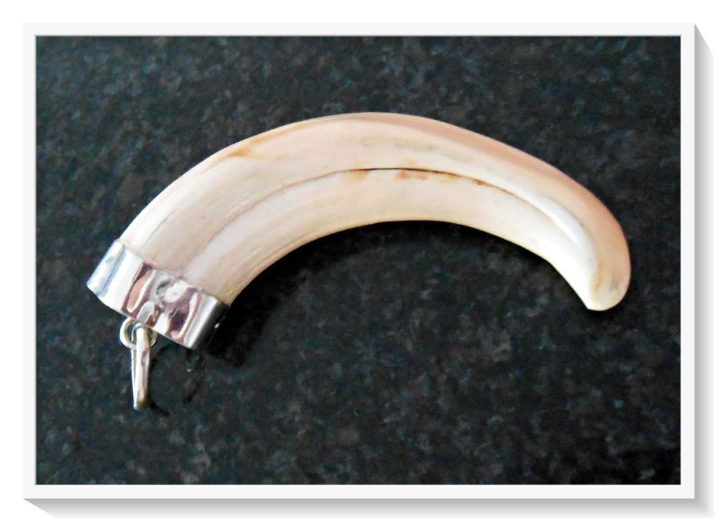 Absolutely Unique and Stunning Real 925 Silver Capped Warthog Tusk Pendant - Very Collectible*****