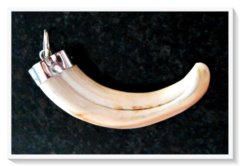 Absolutely Unique and Stunning Real 925 Silver Capped Warthog Tusk Pendant - Very Collectible*****