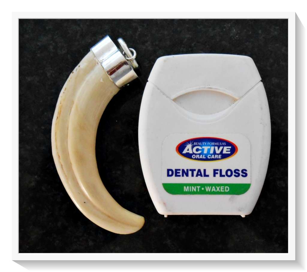 Absolutely Unique and Stunning Real 925 Silver Capped Warthog Tusk Pendant - Very Collectible*****