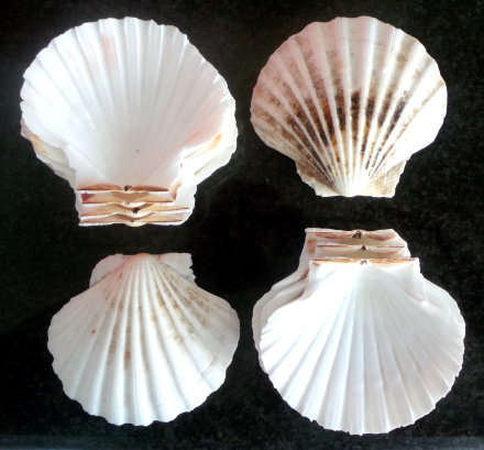 9 x Oyster Shells - For a Shell Collector or for Decorative Purposes - Or Creative Home Project***
