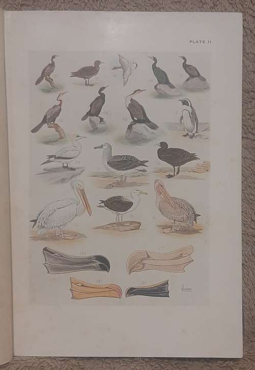 The birds of South Africa   Author: Dr Austin Roberts