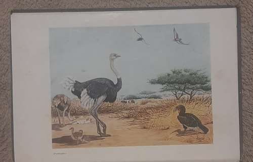 The birds of South Africa   Author: Dr Austin Roberts