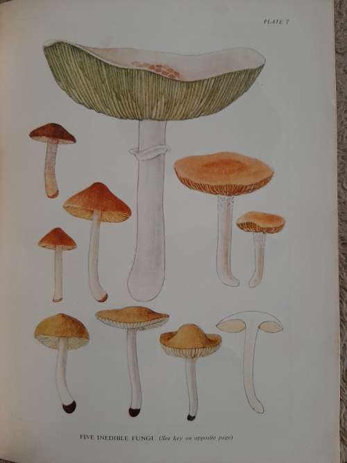 Some South African Poisonous and Inedible Fungi - Author: E.L. Stephens and M.M. Kidd