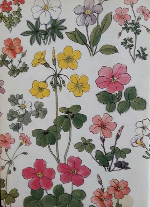 Cape Peninsula - South African Wild Flower Guide 3 - Mary Maytham Kidd