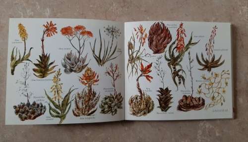 What Succulent is that? - Author: Hazel Stokes