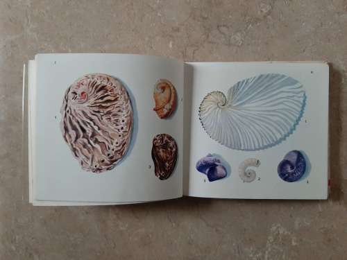 What Sea Shell is that? - Author: G. French and D. Freeman