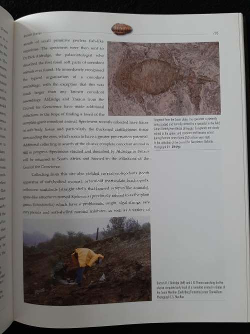 Life Etched in Stone: Fossils of South Africa  By Colin MacRae