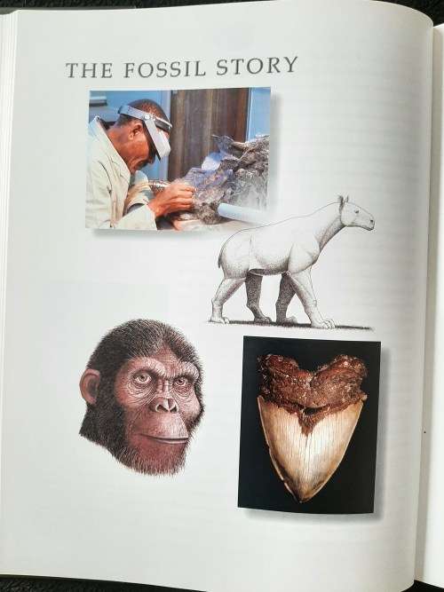 Life Etched in Stone: Fossils of South Africa  By Colin MacRae